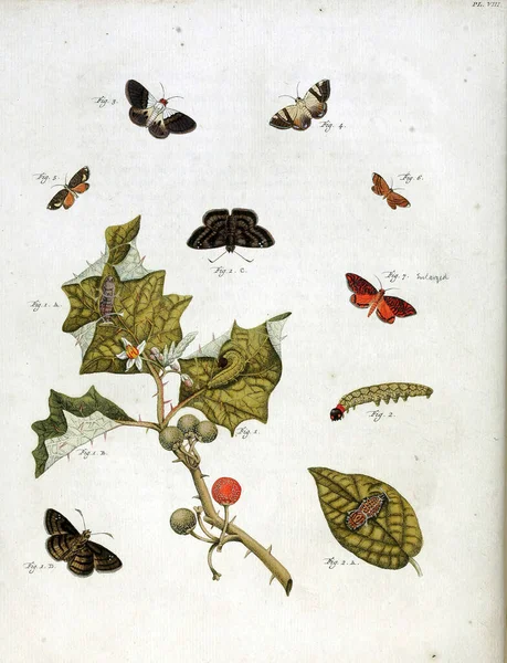 一本旧书中的古老的蝴蝶手绘插图 — 图库照片