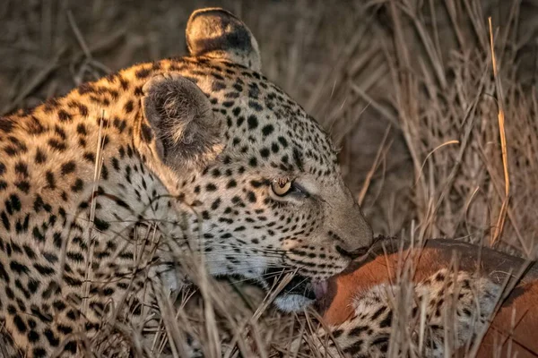 Närbild Leopard Äter Sin Impala Döda Sydafrika Safari — Stockfoto