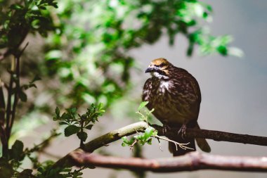 Güneşli bir günde dalın üzerine saman kafalı bir bulbul kondu.