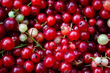 Frenk üzümü, saplı ve çeşitli renklerde..