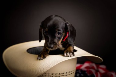 Dachshund 'un çok şirin, yüksek çözünürlüklü stüdyo resimleri.