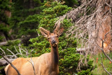 Colorado 'da genç bir geyik Sabahleyin yüksek bir dağ çayırında