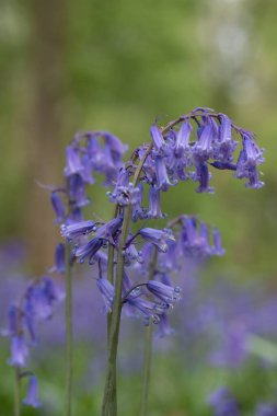 Bulanık arkaplanda ortak Bluebell 'in dikey seçmeli odak görüntüsü