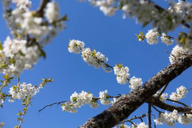 Mavi gökyüzüne karşı beyaz Radford armut çiçeklerinin seçici odak noktası.