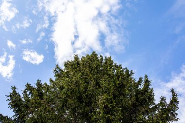 Parlak bulutlu bir gökyüzünün altındaki ladin ağacının alçak açılı görüntüsü