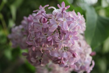 Bahçede seçici bir pembe leylak fotoğrafı (şırınga vulgaris)