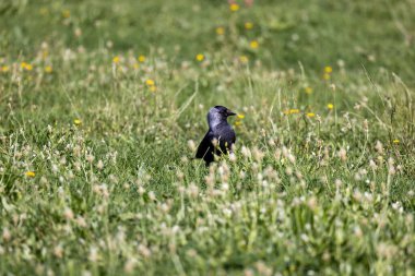 Batılı bir karga (Coloeus monedula) çimlerin üzerinde yakın çekim