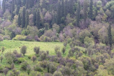 Bulutlu gökyüzünün altında güzel bir manzara.