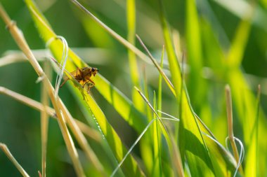 Yeşil çimenlikteki sarı gübre sineğinin yakın çekimi.