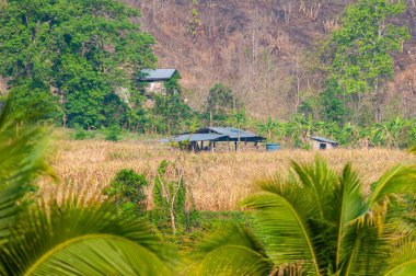 Çiçek açan yeşil bir palmiye yaprağı çayırlarda ve kırsal evlerde uzak mesafede.