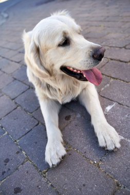 Bahçedeki kaldırım taşlarının üzerine uzanmış tatlı, beyaz bir golden retriever dili.