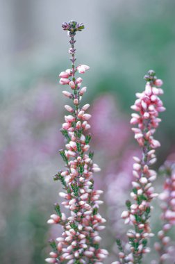 (Calluna vulgaris) Bulanık bir bokeh geri groud üzerinde heather çiçeklerinin yakın çekim (Calluna vulgaris)