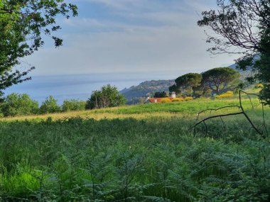 Sarı çiçekli yeşil çimenler, deniz çam ağaçları ve arka planda meşe ağaçları. Mimari bir oluşturma için kullanılabilir bir arkaplan