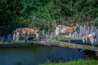 Kırsal alanda yeşil doğayla çevrili keçilerin manzarası.