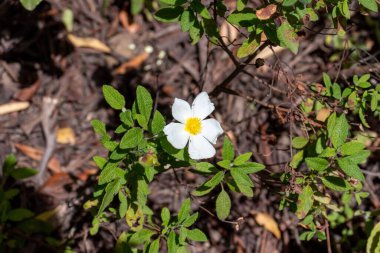 Ağaç dallarıyla çevrili güzel bir çiçek.