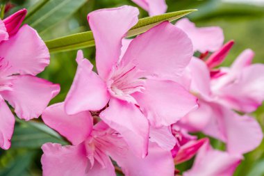 Pembe Neryum bitkisinin yakın çekim makrosu bulanık bir arka planla çiçek açıyor.