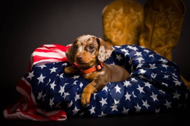 Çok şirin yüksek çözünürlüklü Dachshunds stüdyo resimleri.