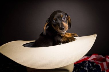 Dachshund 'un çok şirin, yüksek çözünürlüklü stüdyo resimleri.
