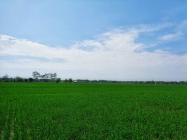 Gündüz pirinç tarlalarında mavi gökyüzü