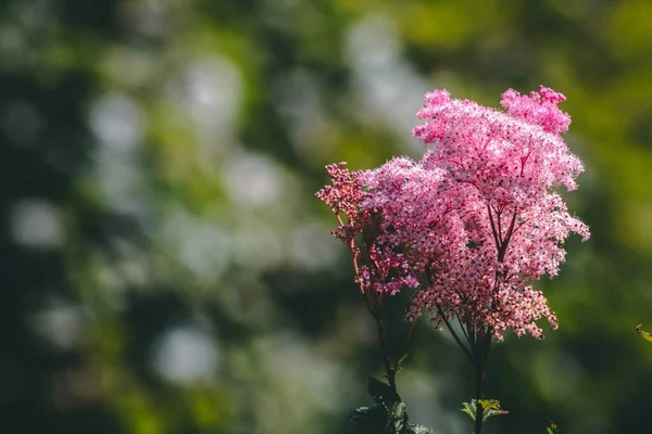 Een Close Shot Van Roze Filipendula Bloemen Wazige Achtergrond — Stockfoto