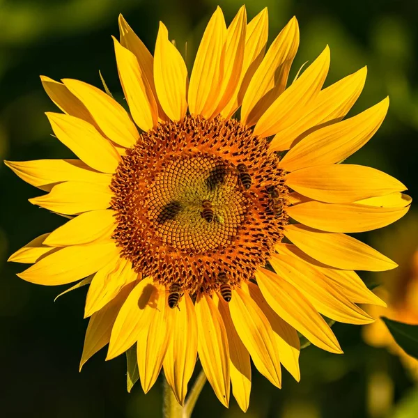 Sunflowers Πεδίο Πλήρη Ήλιο Στην Προβηγκία Κίτρινο Φόντο — Φωτογραφία Αρχείου