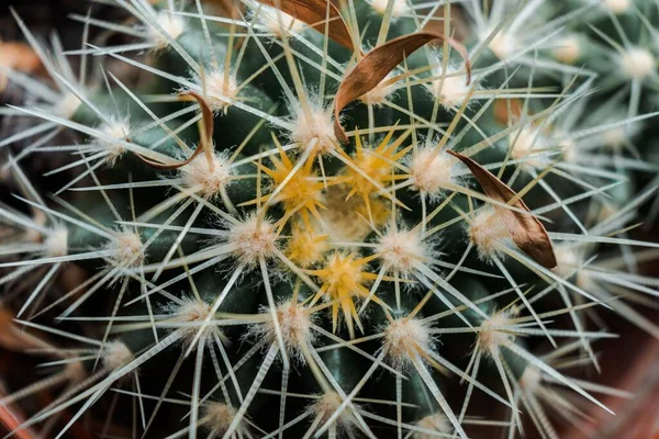 Strzał Zbliżeniowy Brązowych Suchych Liści Utknął Między Kolcami Kaktusa — Zdjęcie stockowe