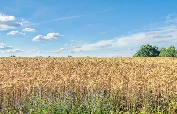 前景にコーンフラワーのある小麦畑 — ストック写真