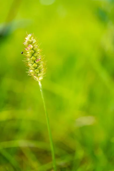 Eine Vertikale Aufnahme Eines Gelben Fuchsschwanzes Auf Dem Feld Vor — Stockfoto