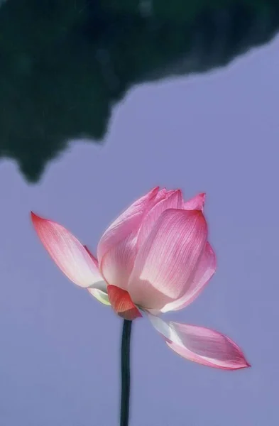Вертикальный Крупный План Розовой Водяной Лилии — стоковое фото