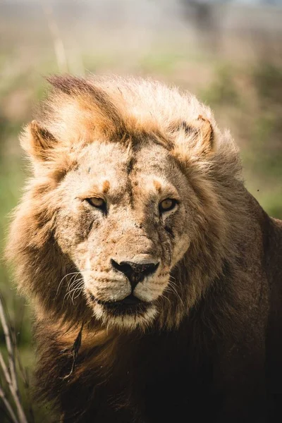 Вертикальный Снимок Льва Смотрящего Сторону Пушистой Гривой Острым Выражением Лица — стоковое фото