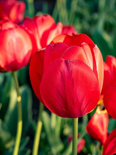 Primer Plano Tulipanes Rojos Jardín Día Soleado — Foto de Stock