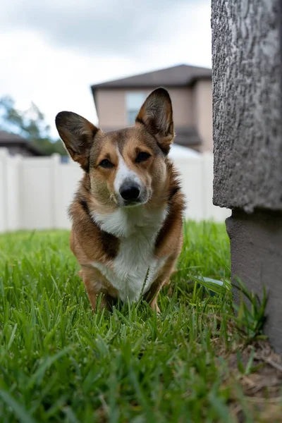 Parkta Çimlerin Üzerinde Duran Pembroke Welsh Corgi Nin Dikey Yakın — Stok fotoğraf