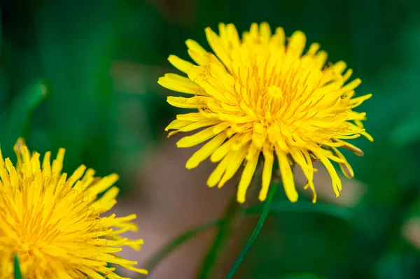 Tiro Seletivo Foco Das Flores Comuns Dente Leão Que Florescem — Fotografia de Stock