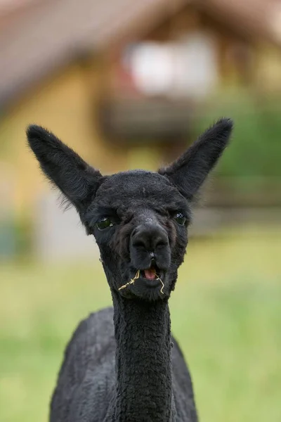 Close Vertical Uma Alpaca Preta Borrão Verde — Fotografia de Stock