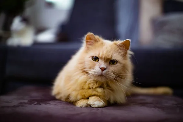 Een Close Van Een Schattige Gember Kat Comfortabel Liggend Een — Stockfoto