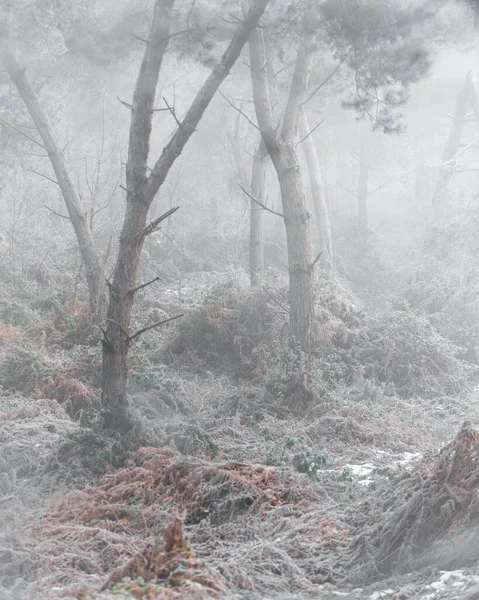 Μια Κάθετη Βολή Του Δάσους Κατά Διάρκεια Μιας Κρύας Ημέρας — Φωτογραφία Αρχείου