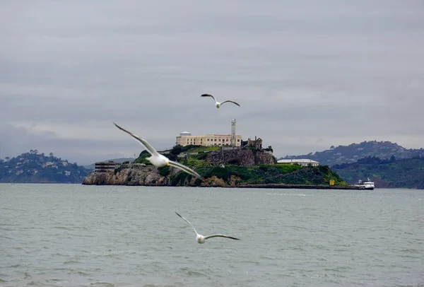 Ein Malerischer Blick Auf Möwen Fliegen Über Dem Wasser Bewölkten — Stockfoto