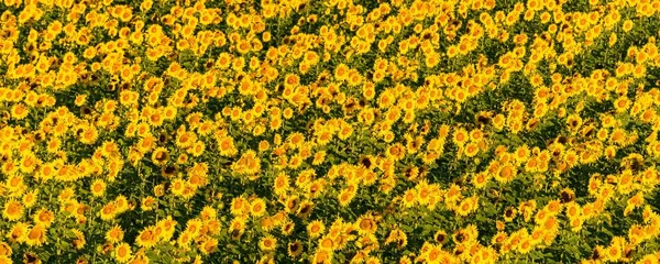 Ayçiçeği Tarlası Provence Tam Güneş Altında Sarı Arkaplan — Stok fotoğraf