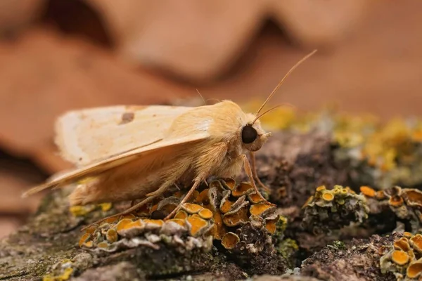 Primer Plano Color Amarillo Fresa Bordeada Heliothis Peltigera Sentado Madera — Foto de Stock