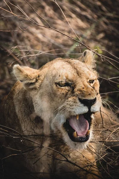 Vertical Shot Angry Lioness Open Mouth — Stock Photo, Image