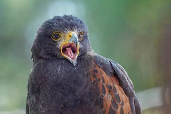 Closeup Shot Black Hawk Brown Eyes Hook Beak Wide Blurred — Stock Photo, Image