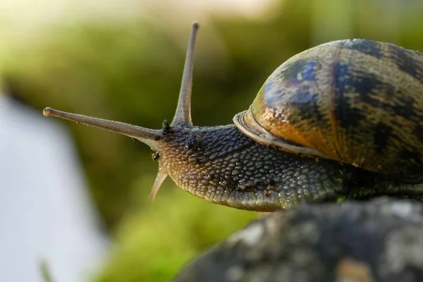 Primer Plano Caracol Arrastrándose Sobre Tronco Árbol —  Fotos de Stock