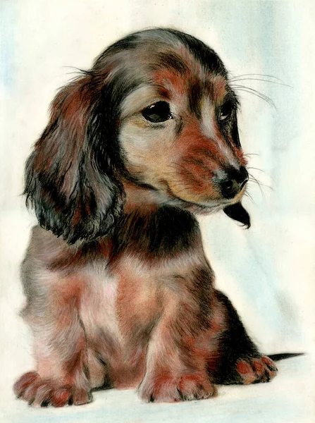 A painted portrait of cute Dachshund dog