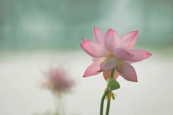 Closeup Shot Beautiful Pink Water Lily — Stock Photo, Image