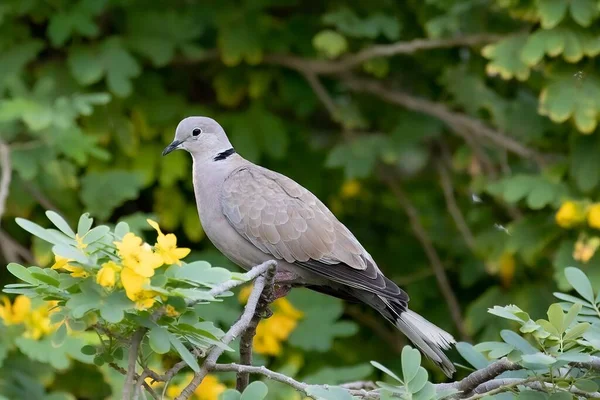 花のある木に群生する灰色の鳩のクローズアップ — ストック写真
