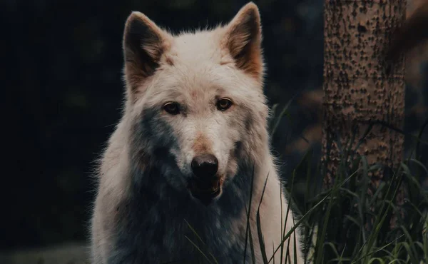 Closeup Shot White Wolf Standing Tree Trunk Looking Camera — Stock Photo, Image