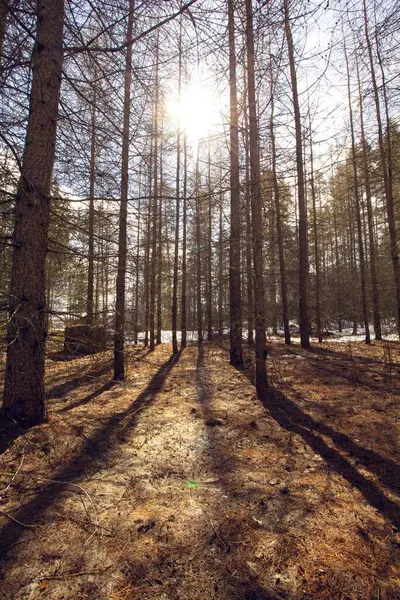 Een Verticaal Uitzicht Prachtige Hoge Bomen Een Bos Winter — Stockfoto