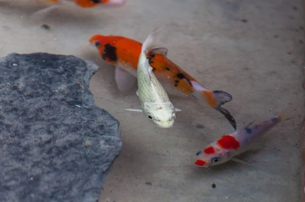 Sebuah Gambar Closeup Ikan Koi Berenang Dalam Air Kolam — Stok Foto