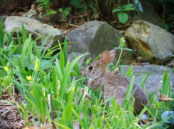 Beyaz Kahverengi Şirin Sevimli Tavşancık Bahçedeki Kayalıklarda — Stok fotoğraf