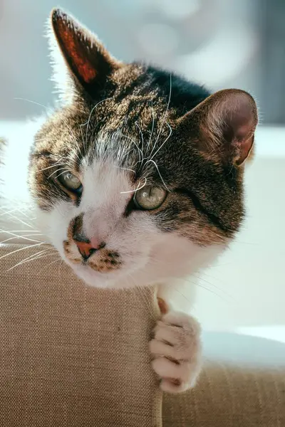 一只可爱的塔比猫在沙发上的特写 — 图库照片